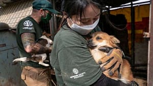 Собак больше нельзя будет есть в Южной Корее