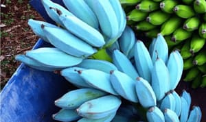 Банана — банана мама: необычные плоды одобрили к употреблению