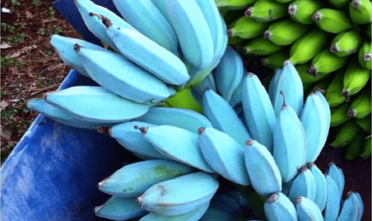 Банана — банана мама: необычные плоды одобрили к употреблению